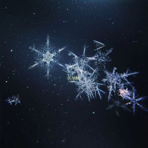 一龙双凤刘晓莉的背景故事
